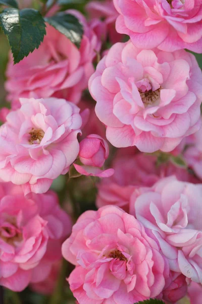 Mooie Weelderige Roze Rozen Struiken Tuin Achtergrond — Stockfoto