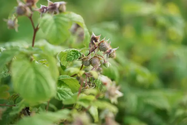 Empty Raspberry Bush Close — Stock Photo, Image