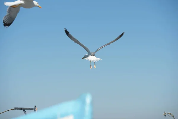 Seagulls Fishing Boats Shore — Stock Photo, Image