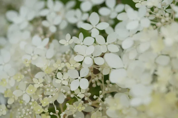 Bloeiende Witte Bloemen Het Gras Tuin Achtergrond — Stockfoto