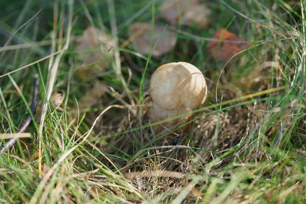 Cogumelos Marrons Crescendo Fundo Grama Madeira — Fotografia de Stock