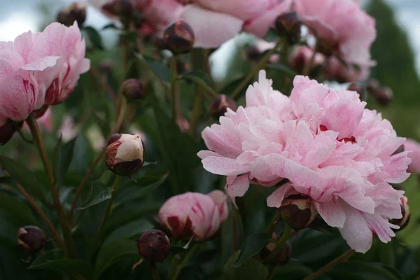 Belas Peônias Rosa Fresco Crescendo Arbustos Fundo Quintal — Fotografia de Stock