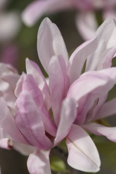 Close Scented Pink Flowers Green Branches Garden Background — Stock Photo, Image