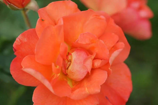 Primer Plano Flores Rosas Naranjas Fondo Del Jardín — Foto de Stock