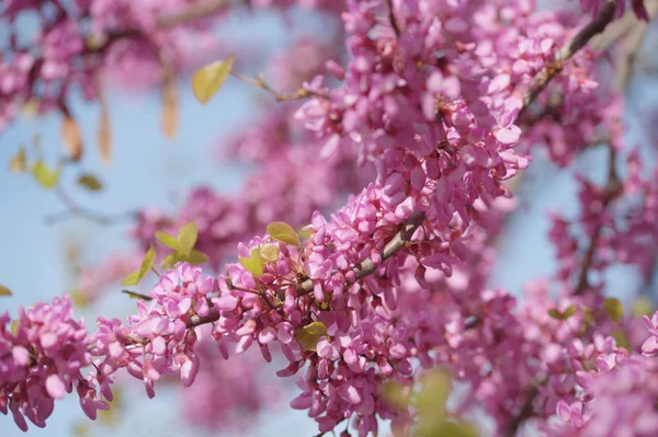 Çiçekli Akasya Ağaçları Meyve Bahçesinde Pembe Çiçeklerle Dallanır — Stok fotoğraf