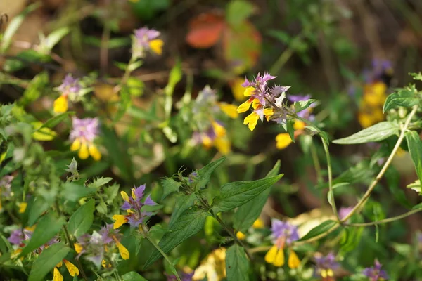 Des Buissons Verts Fleuris Avec Des Fleurs Dans Fond Jardin — Photo