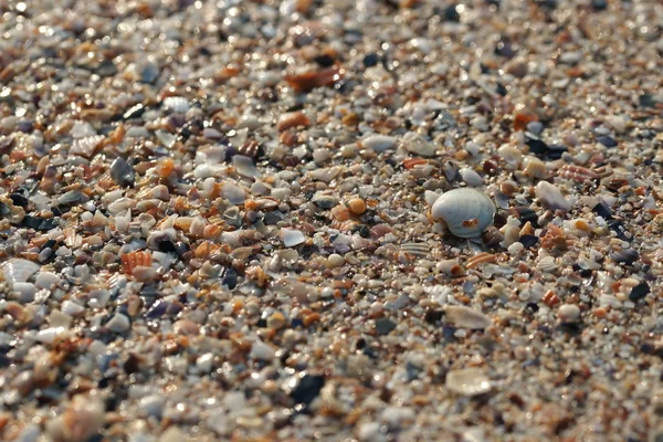 Close View Seashells Beach — стоковое фото