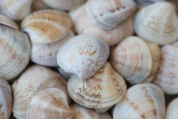 Massor Färgade Snäckskal Stranden Bakgrund — Stockfoto