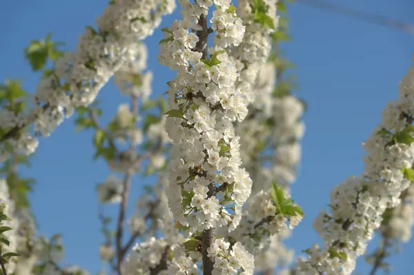 Bahçedeki Elma Ağaçlarının Beyaz Çiçekleri — Stok fotoğraf