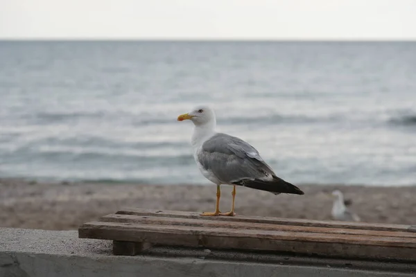 Gaivota Cais Cidade — Fotografia de Stock