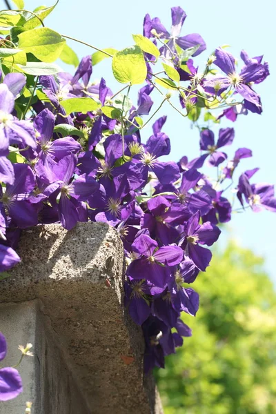 Flores Púrpuras Florecientes Sobre Árbol Jardín —  Fotos de Stock