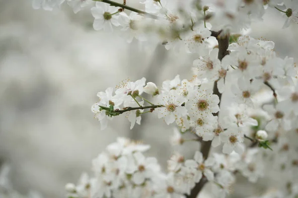 Blühende Obstbäume Zweige Mit Weißen Blüten Obstgarten — Stockfoto