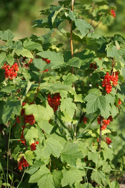 庭の背景に熟した赤いスグリの果実の緑の茂み — ストック写真
