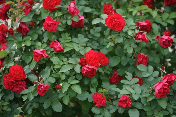 Vermelho Incrível Exuberante Rosas Arbustos Quintal Fundo — Fotografia de Stock