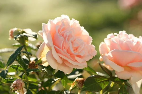 Hermosas Rosas Rosadas Flor Sobre Fondo Jardín —  Fotos de Stock