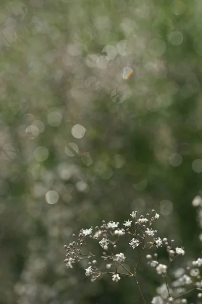 Bloeiende Groene Struiken Met Bloemen Tuin Achtergrond — Stockfoto