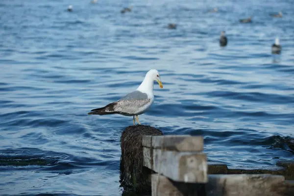 Seagull Sea — Stock Photo, Image