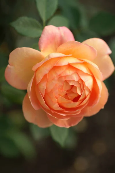 Nahaufnahme Der Schönen Üppigen Rose Auf Büschen Hof Hintergrund — Stockfoto