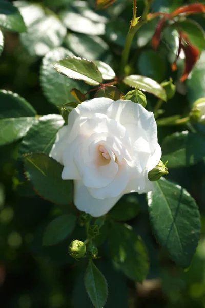 花园背景下的白花 — 图库照片