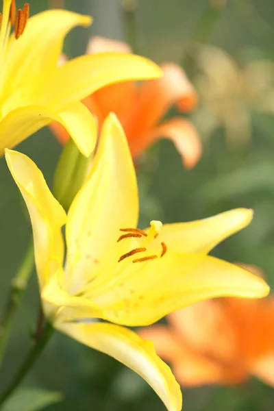 Primer Plano Hermosos Lirios Florecientes Fondo Del Jardín —  Fotos de Stock