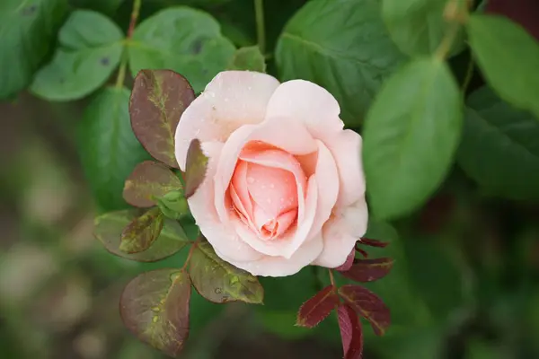 Gros Plan Rose Parfumée Belle Sur Fond Buissons — Photo