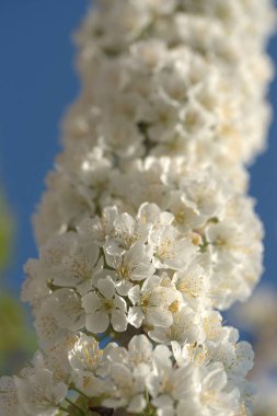 Bahçedeki elma ağaçlarının beyaz çiçekleri.