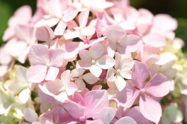 beautiful pink blooming hydrangea flowers on green bushes background