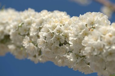 Bahçedeki elma ağaçlarının beyaz çiçekleri.