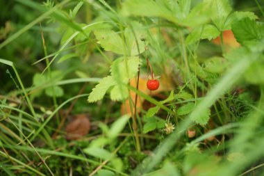 Çimlerde kırmızı çilekler