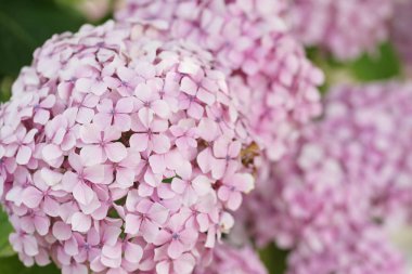 beautiful pink blooming hydrangea flowers on green bushes background
