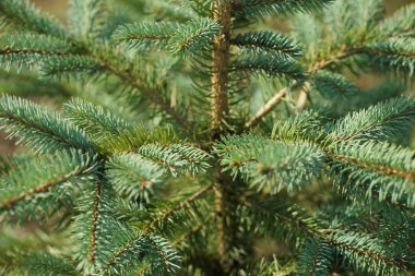 green and lush spruce branches on wood background