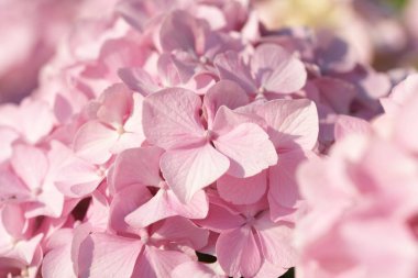 beautiful pink blooming hydrangea flowers on green bushes background