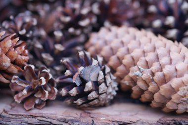 close up view of brown fir tree cones 