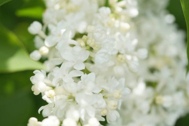 Bahçede beyaz çiçekli akasya ağaçlarının dallarını kapatın.