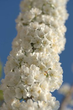 Bahçedeki elma ağaçlarının beyaz çiçekleri.