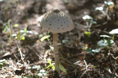 close up of mushroom on forest ground with leaves background