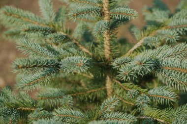 green and lush spruce branches on wood background