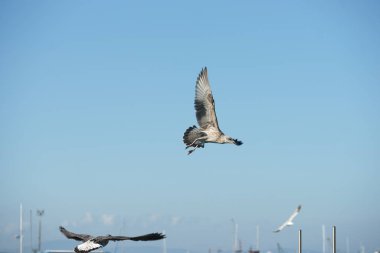 Kıyıdaki balıkçı teknelerinde martılar