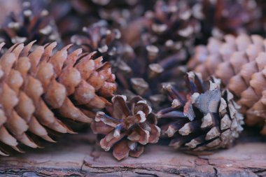 close up view of brown fir tree cones 