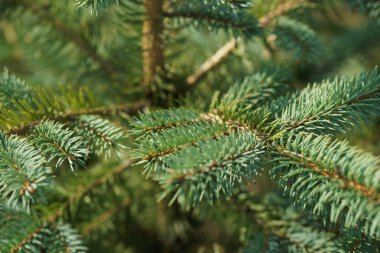 green and lush spruce branches on wood background