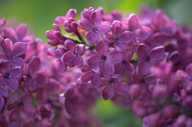 Güzel mor eflatun çiçekler açık havada. Eflatun çiçekler dallar üzerinde