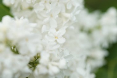Bahçede beyaz çiçekli akasya ağaçlarının dallarını kapatın.