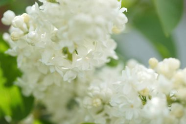 Bahçede beyaz çiçekli akasya ağaçlarının dallarını kapatın.