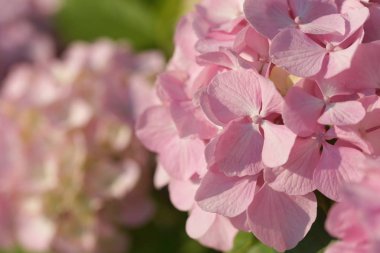 beautiful pink blooming hydrangea flowers on green bushes background
