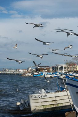 Martılar gökyüzünde uçuyor