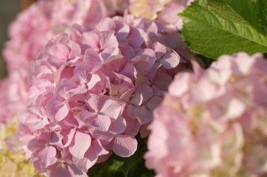 close up of tender and blossom blooming hydrangea flowers on green bushes background