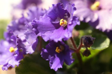 Bahçenin arka bahçesindeki çimlerde açan çiçekler.