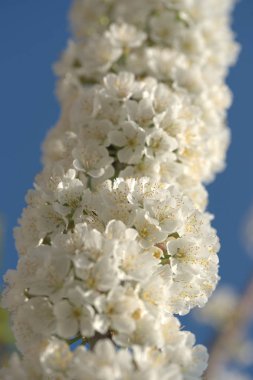 Bahçedeki elma ağaçlarının beyaz çiçekleri.
