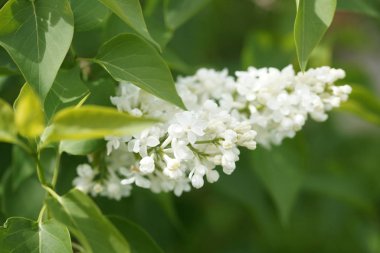 Bahçede beyaz çiçekli akasya ağaçlarının dallarını kapatın.