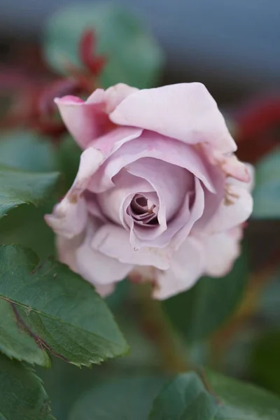 Gros Plan Belles Roses Luxuriantes Sur Fond Cour — Photo